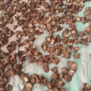 Dried Natural Badam Shell Pieces